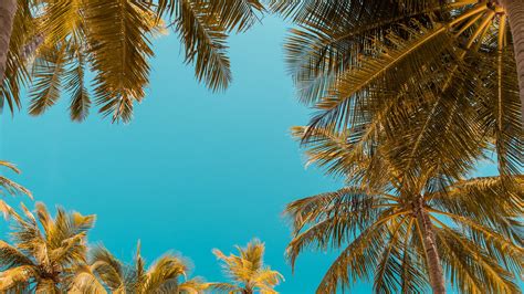Download Wallpaper 2560x1440 Palm Trees Bottom View Sky Tropics