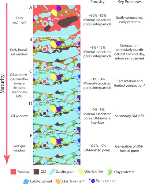 In the lithification process, compaction is followed by cementation. Simplified diagram displaying common diagenetic pathways ...