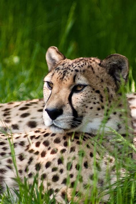 Leopard Iphone 4s Wallpapers Free Download