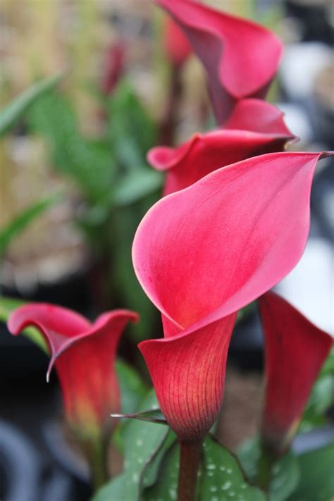 How And When To Buy Zantedeschia Calla Lily Brighter Blooms