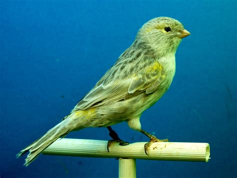 Gambar : sayap, paruh, kuning, fauna, bertulang belakang, finch