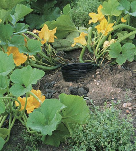 How To Grow Superb Summer Squash Finegardening