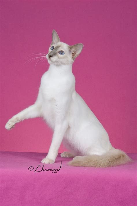 Breed Profile The Balinese Purebred Cats Balinese Cat Pretty Cats