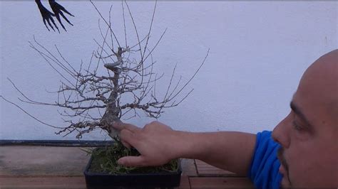¿sabes cómo cuidar un cactus? Cómo saber si un bonsai está vivo o muerto - YouTube