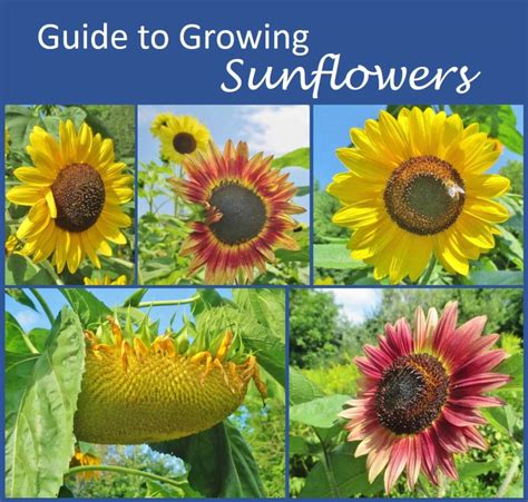 Guide To Growing Sunflowers