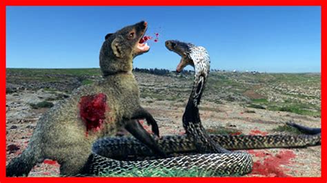 Mongoose Vs King Cobra Real Fight Compilation Animals Attack