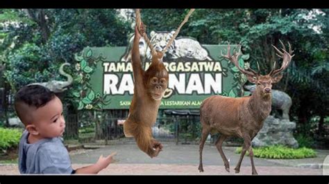 Jelajah Kebun Binatang Ragunan Ll Ragunan Zoo Youtube