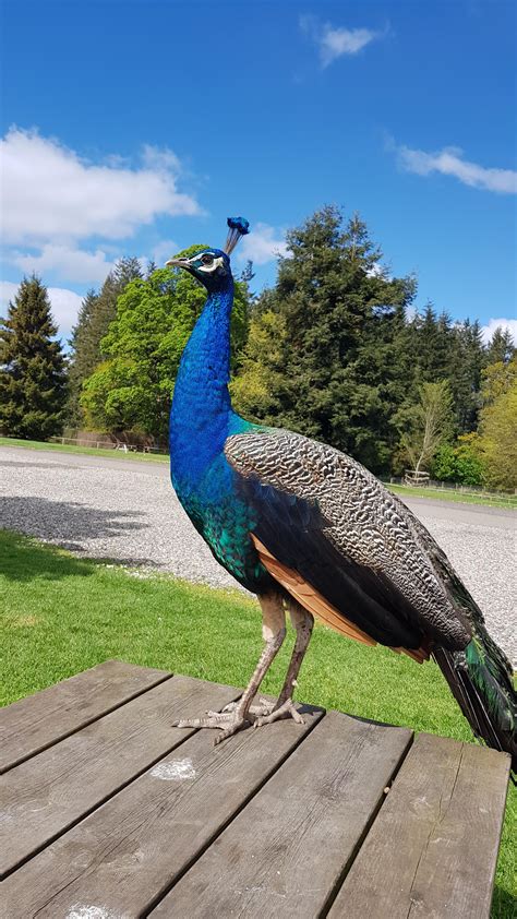 Male peacock jumped on our table during our picnic. : wildlifephotography