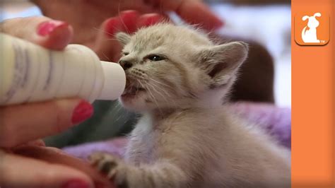 Bottle Baby Kittens Cute Compilation Kitten Love Youtube