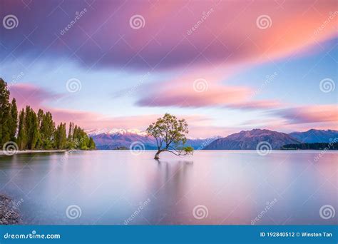 That Wanaka Tree At Sunrise Wanaka New Zealand Stock Photo Image