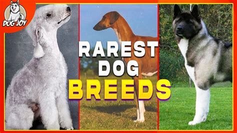 Most Rare Dog Breeds On Earth