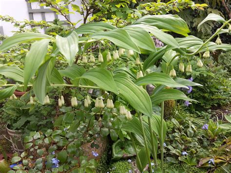 10 Plants That Will Grow In The Shade Dengarden