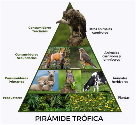 Experiencias y pensamientos Que es la cadena alimenticia red alimentaria y pirámide ecológica