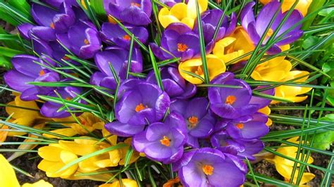Crocus Spring Flowers Yellow And Purple Color Hd