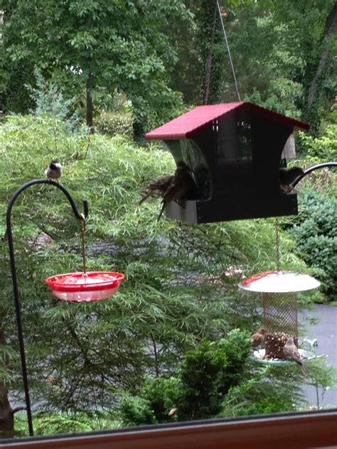 How to keep squirrels away from your garden. How to Keep Squirrels out of Your Birdfeeders - Growing In ...