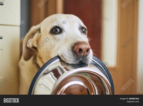 Hungry Dog Sad Eyes Image And Photo Free Trial Bigstock