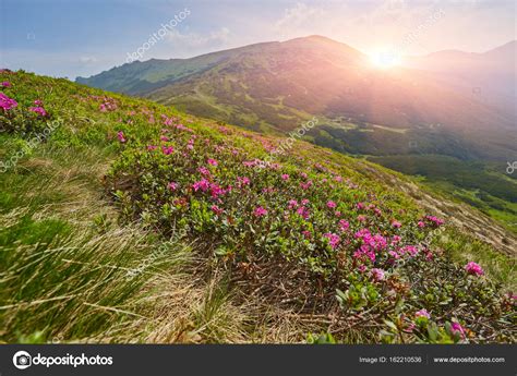 Magic Pink Rhododendron Flowers In The Mountains Stock Photo By
