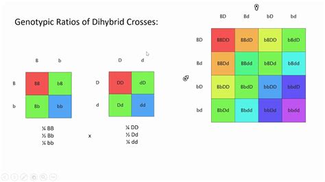 A dihybrid cross is a cross that looks at how two different it's important to remember exactly what information we can get from a punnett square. Biology 40S - Multi Trait Cross #2 - Dihybrid Cross Lesson ...