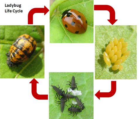 Lady Bug Life Cycle