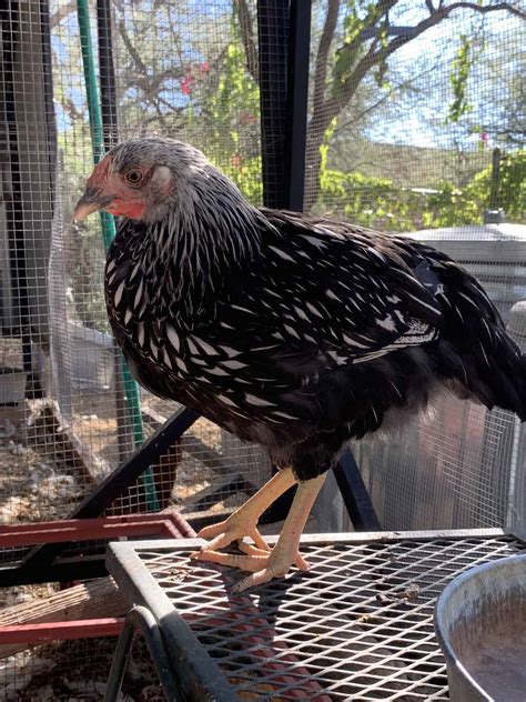 Silver Laced Wyandotte Productive Beautiful And Hardy