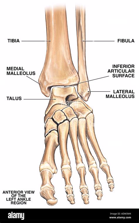 Normal Anatomy Of The Left Ankle Region Stock Photo 7711619 Alamy