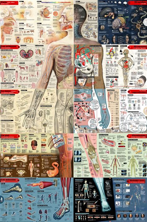 Infografia De Anatomia Del Cuerpo Humano De Color Sobre Fondo Verde Images
