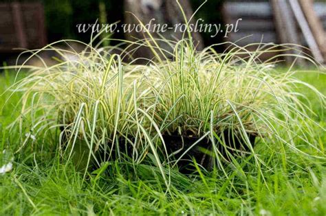 Trawy ozdobne do ogrodu sadzonki wieloletnie i jednoroczne Wodne rośliny Perfekt Klik