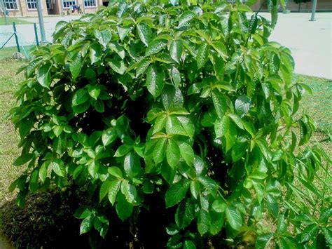 Senarai tanaman herba di malaysia tak akan lengkap tanpa ketumbar. Tahukah Anda Khasiat Pokok Pecah Beling? | NZ Multi Rich