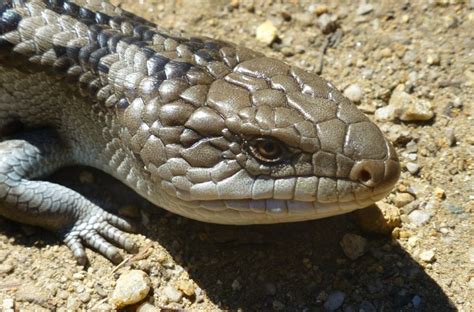 The Ultimate Care Guide For Blue Tongue Skinks Urban Tropics