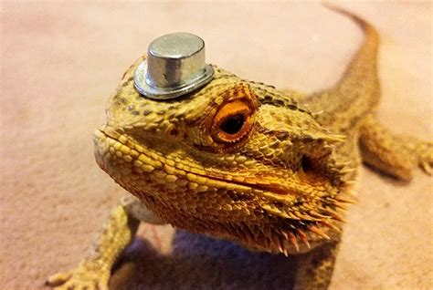 This Adorable Bearded Dragon Is Ready For His Close Up