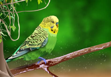 Beautiful Budgie On A Branch Vector 125071 Vector Art At Vecteezy