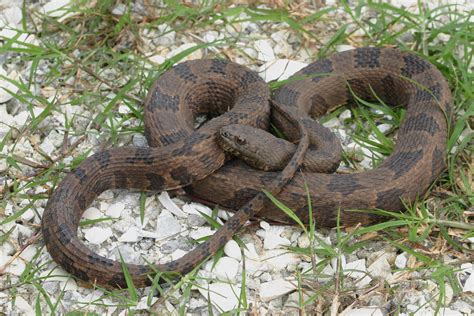 Brown Watersnake Florida Snake Id Guide