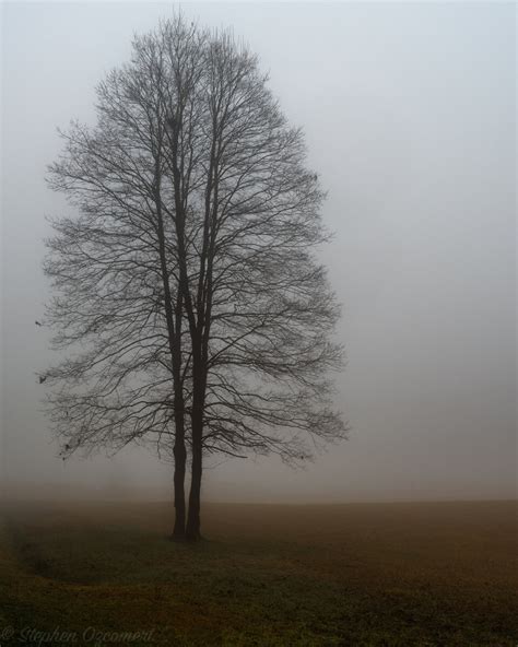 Tree In Fog Focal World