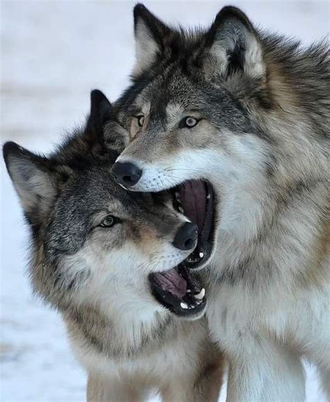 58 Best Wolves ♥ Images On Pinterest White Wolf Wild Animals And Wolves