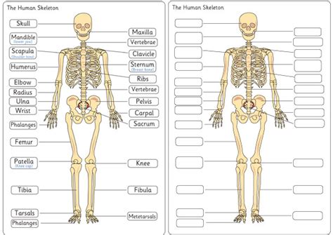 Human Skeleton Diagram Labelling Sheets Free Early Years And Primary