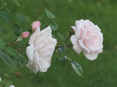 Antique Pink Roses Photograph By Elisabeth Ann Fine Art America