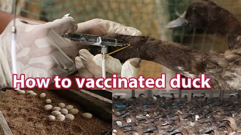 How To Vaccinated Duck Against Cholera And Egg Collection Youtube