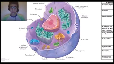 Animal Cell With Their Functions Organelle With Its Function Bing