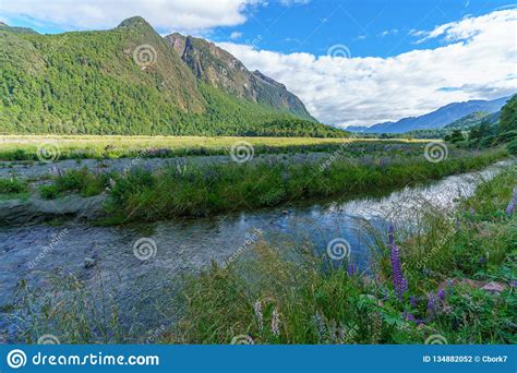 Meadow With Lupins On A River Between Mountains New Zealand 8 Stock