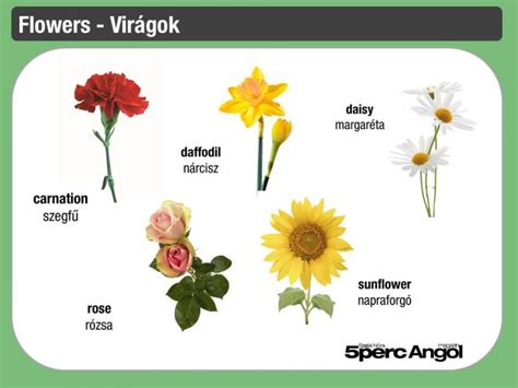 See more ideas about virágok, növények, kert. Virágok angolul - Flowers in English
