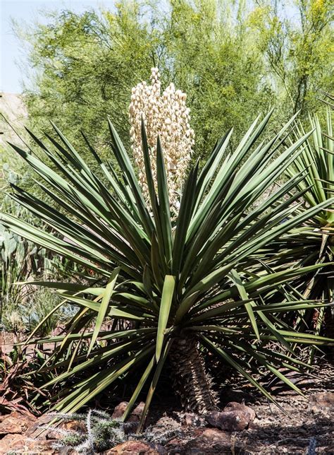 Yucca In Full Bloom Yucca Bloom Plants
