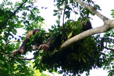 Images Of Primate Nests Great Apes And Tool Use Live Science