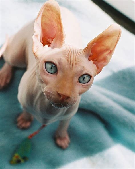 Traipsinggallivanter What Is The Name Of The Hairless Cat Purr