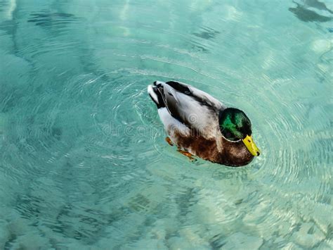 Beautiful Duck Swimming In Crystal Clear Water In Turkey Stock Image