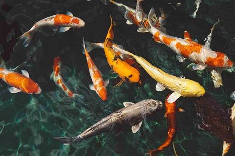 Koi Fish For Aquaponics What You Need To Know World Water Reserve