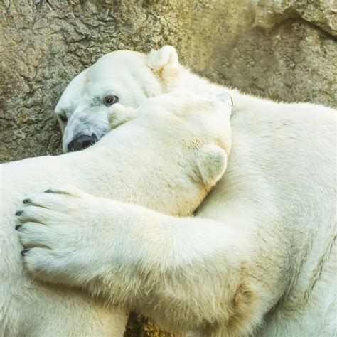 Hug Bite Polar Bear Playful Bite Bear Hug Leigh Anderson Flickr