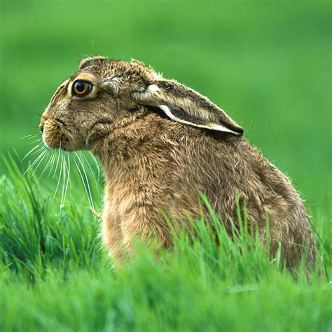 Grace Elliot Blog Hares And Rabbits In Medieval England By Regan