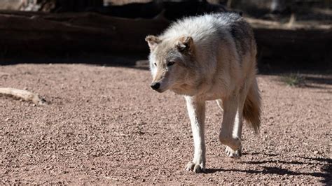 Colorado Releases Additional 5 Gray Wolves As Part Of Reintroduction