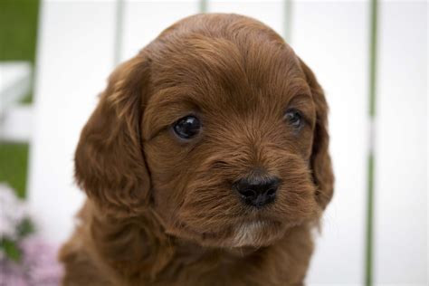 This pooch has a sweet and gentle nature, making them a great companion for any puppies need more calories to help them grow strong and healthy. Cavapoo Puppies!!