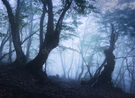 Beautiful Dark Mystical Forest In Blue Fog In Autumn Stock Photo